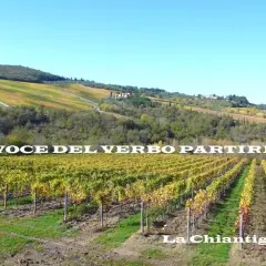 Vigneti dorati lungo la via Chiantigiana, con dolci colline toscane sullo sfondo.