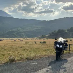 Moto parcheggiata al valico di Capo la Serra, con un gregge di mucche al pascolo e montagne verdi sullo sfondo.