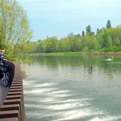 Ciclista ammira il fiume Mincio con cigni e anatre che nuotano placidamente tra la vegetazione lussureggiante.