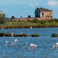 Flaminghi rosa nel Delta del Po, tra saline e antiche rovine. Un'oasi di natura da scoprire.