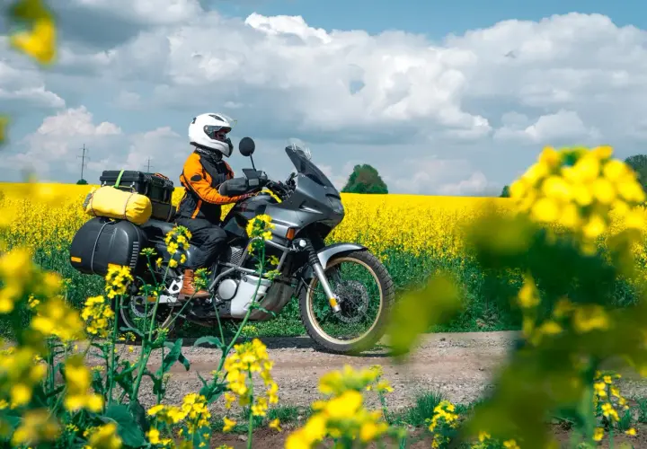 Viaggio in moto attraverso un campo di colza in fiore, con il Monte Conero sullo sfondo.