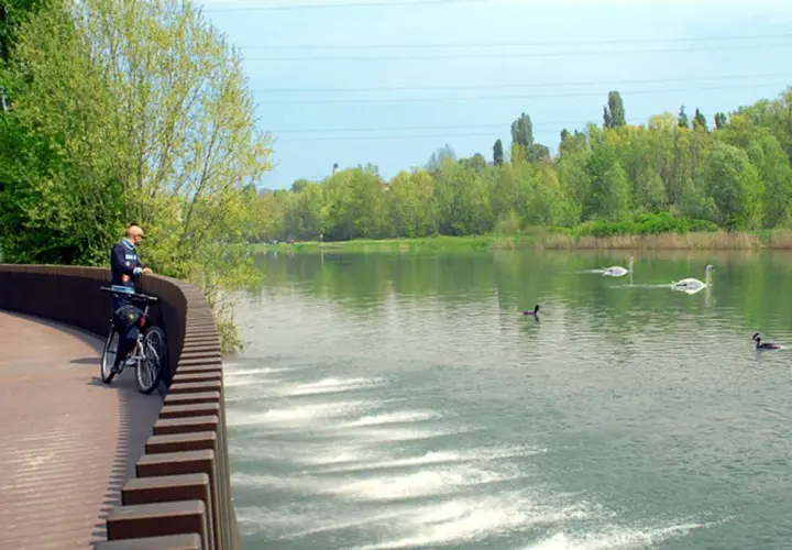 Ciclista ammira il fiume Mincio con cigni e anatre che nuotano placidamente tra la vegetazione lussureggiante.