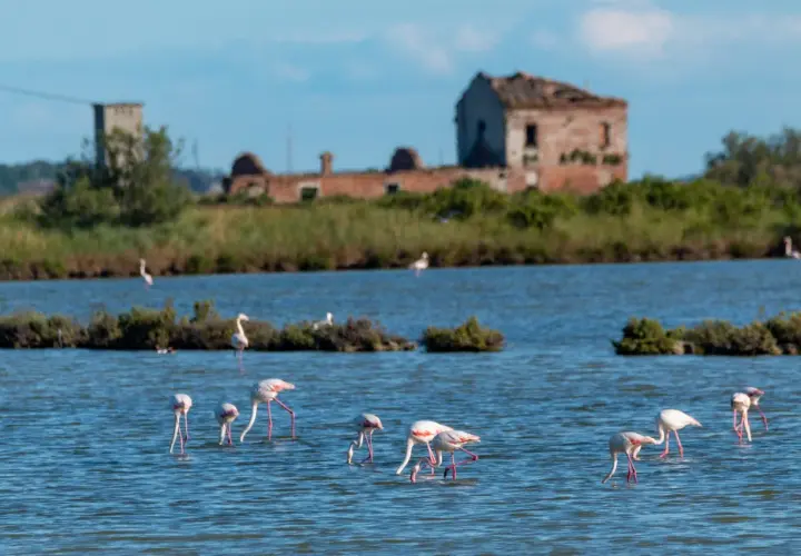 Flaminghi rosa nel Delta del Po, tra saline e antiche rovine. Un'oasi di natura da scoprire.