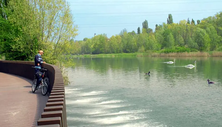 Ciclista ammira il fiume Mincio con cigni e anatre che nuotano placidamente tra la vegetazione lussureggiante.