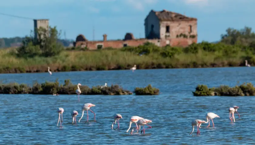 Flaminghi rosa nel Delta del Po, tra saline e antiche rovine. Un'oasi di natura da scoprire.