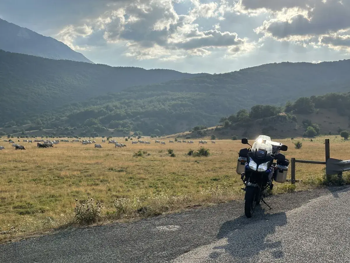 Moto parcheggiata al valico di Capo la Serra, con un gregge di mucche al pascolo e montagne verdi sullo sfondo.