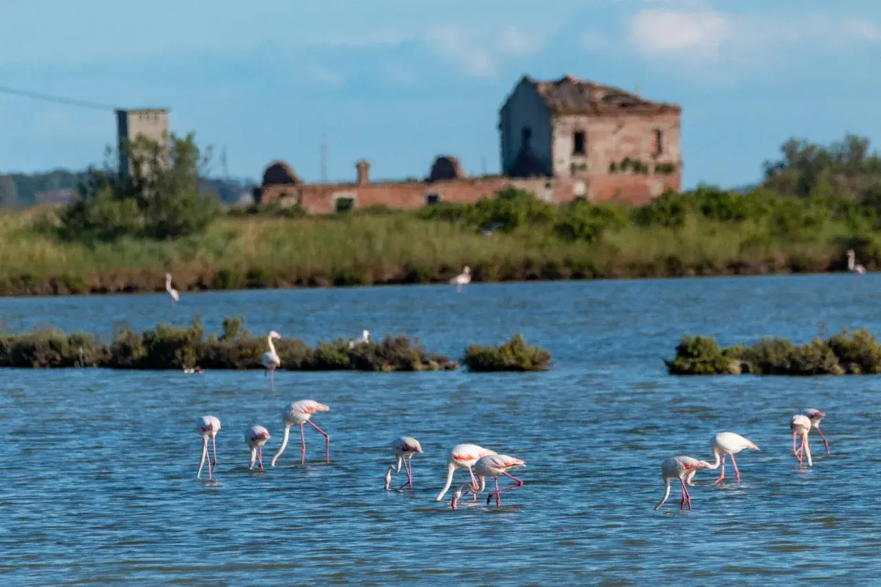 Flaminghi rosa nel Delta del Po, tra saline e antiche rovine. Un'oasi di natura da scoprire.