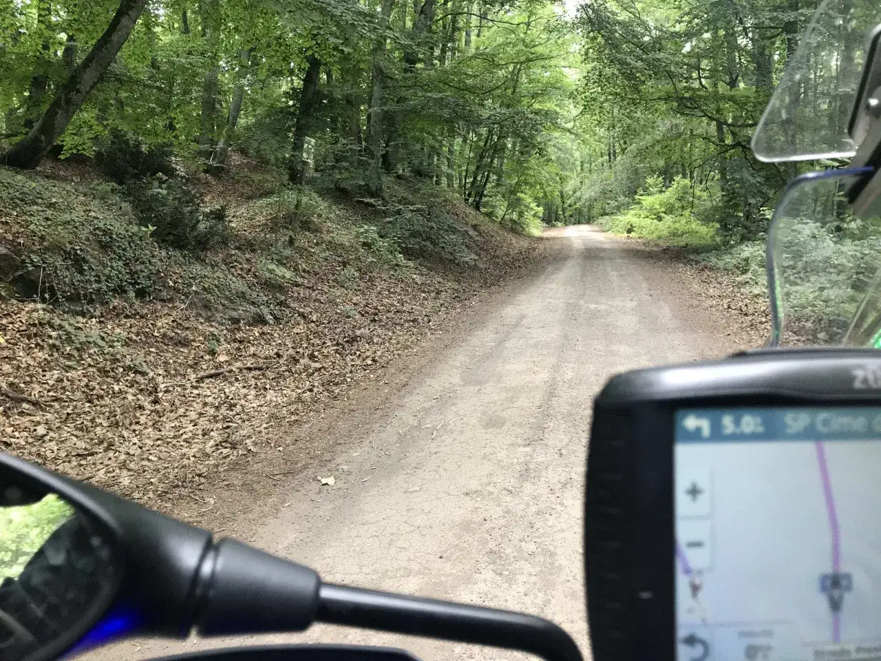 Strada cimina in un bosco lussureggiante, con un navigatore che indica la destinazione.