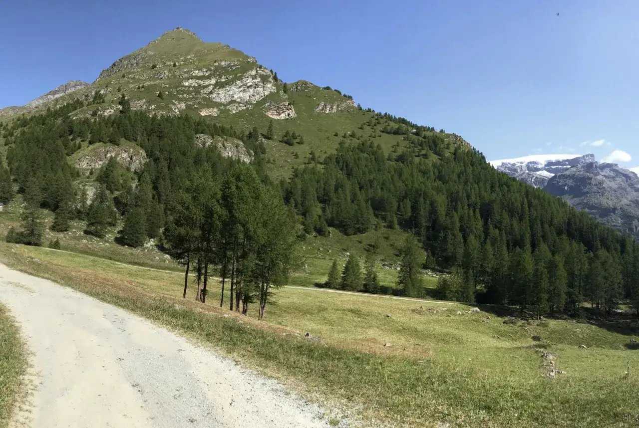 Sentiero sterrato che sale verso un pendio verdeggiante, costellato di abeti, con vette innevate all'orizzonte. Un paesaggio incantevole nei dintorni di Champoluc.